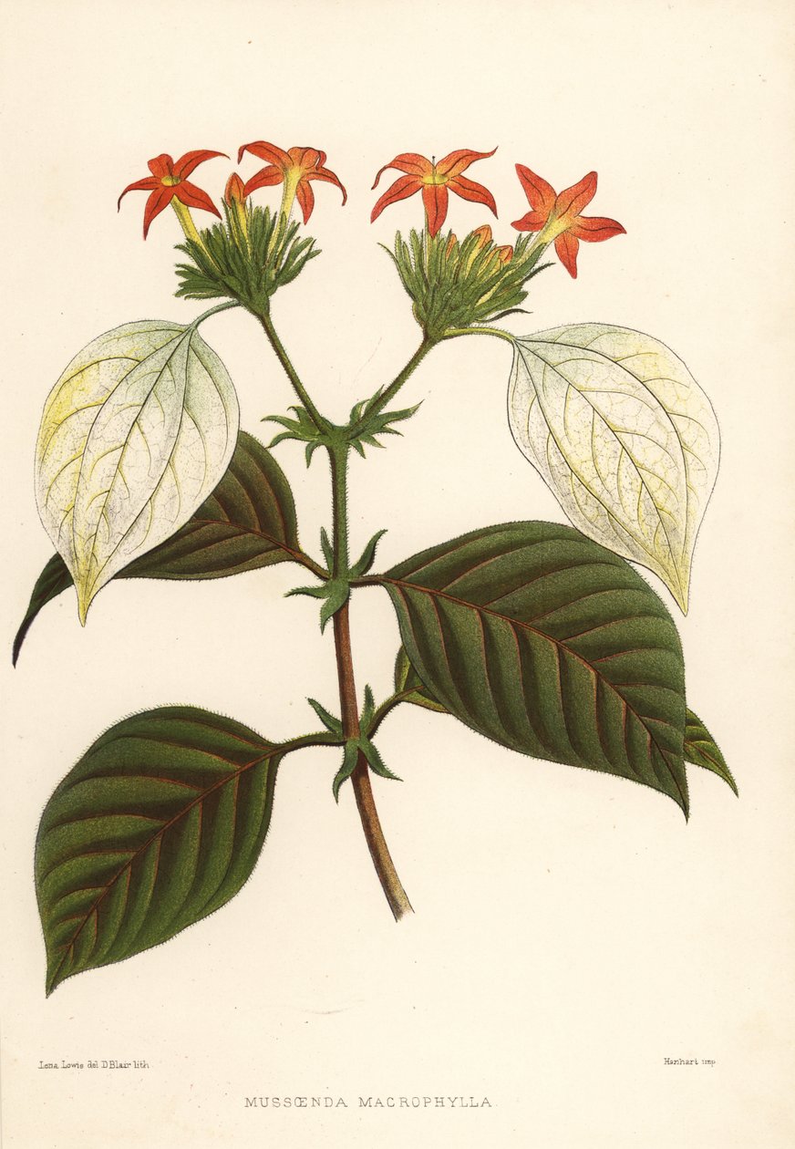الجذر الحلو ، Mussaenda macrophylla بواسطة غير معروف
