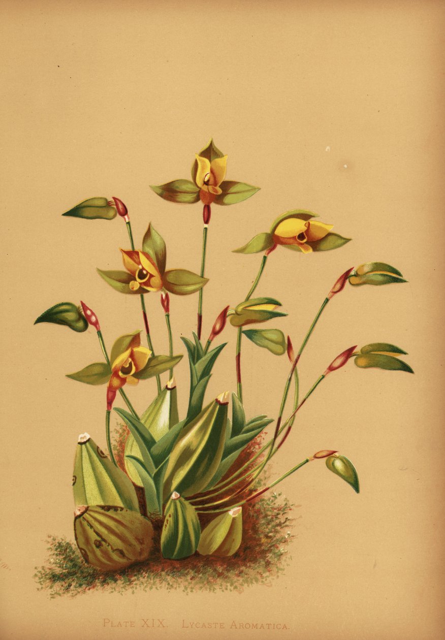 السحلية الحلوة المعطرة السحلية ، Lycaste aromatica بواسطة غير معروف