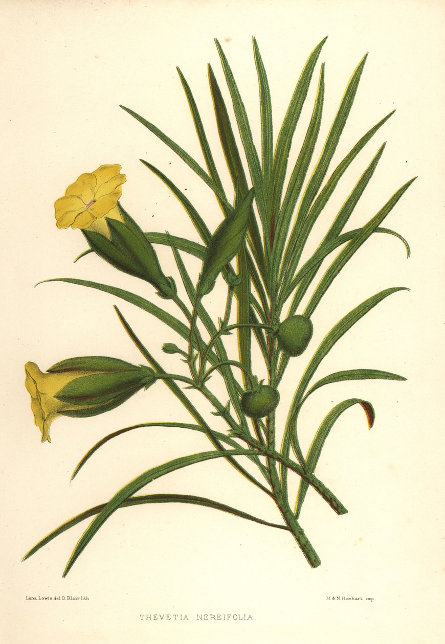 الدفلى الأصفر أو الجوز المحظوظ ، Thevetia nerifolia (Thevetia nereifolia) بواسطة غير معروف