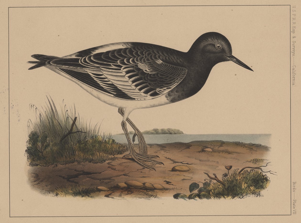 الطيور ، اللوحة السابعة ، 1855 بواسطة المدرسة الأمريكية