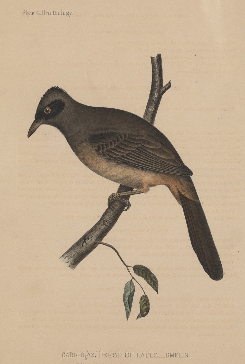 Garrulax Perspicillatus (Gmelin) ، 1855 بواسطة المدرسة الأمريكية