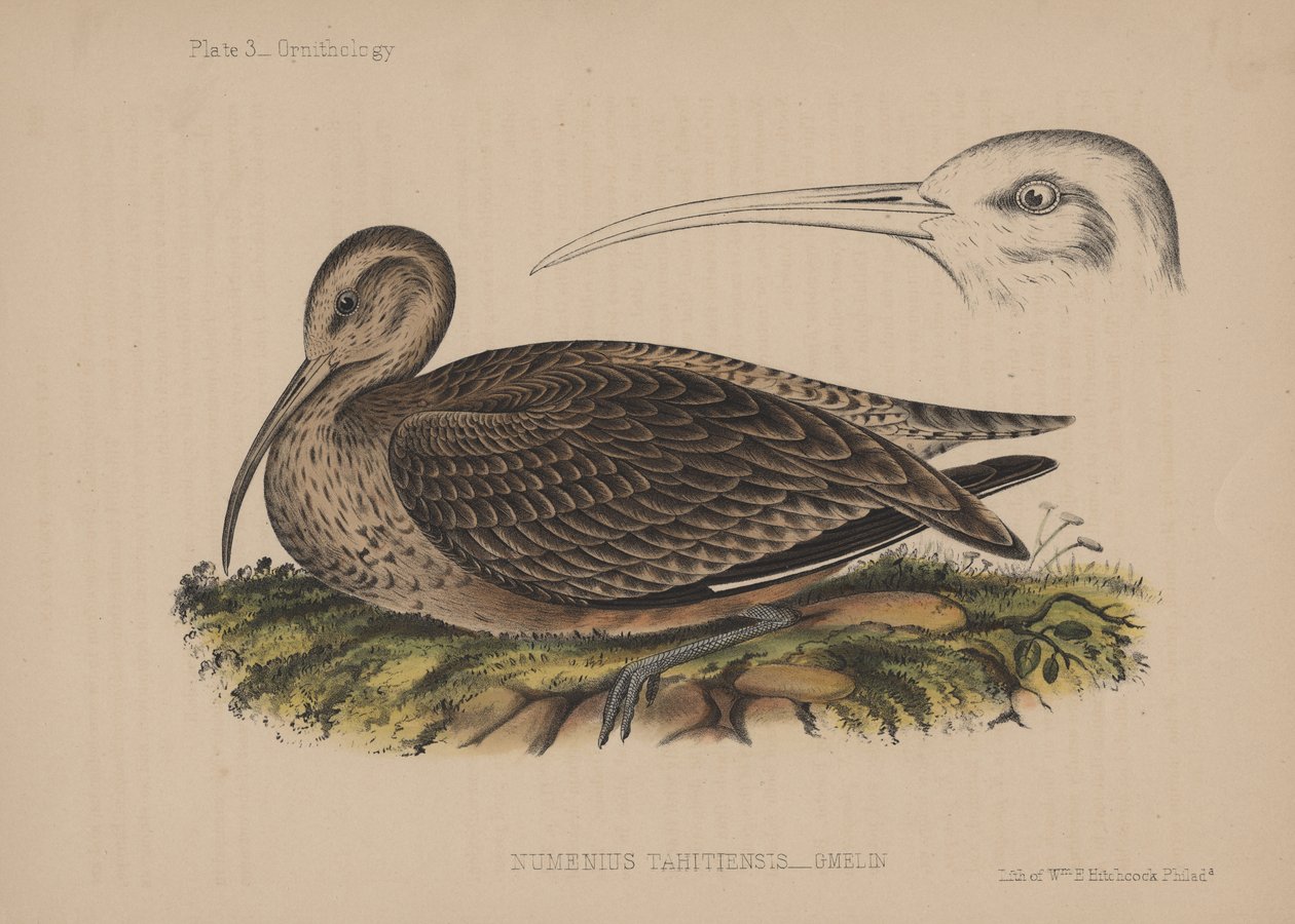 Numenius Tahitiensis (Gmelin) ، 1855 بواسطة المدرسة الأمريكية