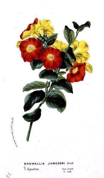 Browallia Jamesoni ، من Horto Van Houtteano by Louis van Houtte (1810-76) c.1860 بواسطة المدرسة البلجيكية