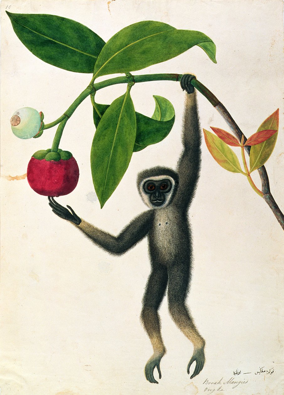 جيبون رشيق أو جيبون أسود ، من رسومات الحيوانات والحشرات والزواحف من ملقا ، c.1805-18 (مرحاض وغواش على ورق) بواسطة المدرسة الصينية