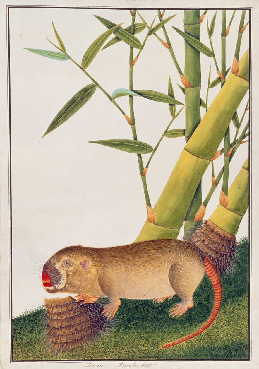 Bamboo Rat ، Decan ، من رسومات الحيوانات والحشرات والزواحف من ملقا ، c.1805-18 (مرحاض وغواش على ورق) بواسطة المدرسة الصينية