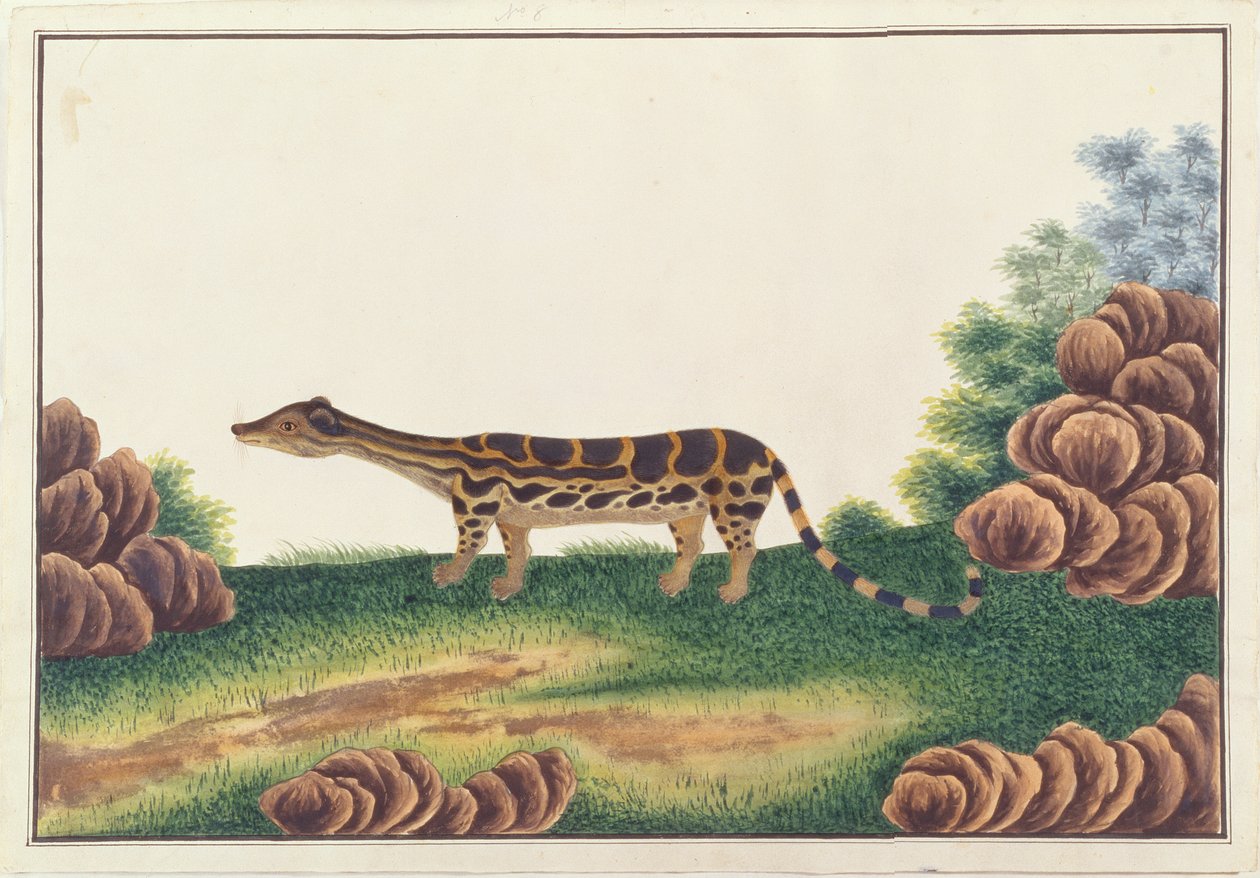 Linsang Banded ، من رسومات الحيوانات والحشرات والزواحف من ملقا ، c.1805-18 (مرحاض وغواش على ورق) بواسطة المدرسة الصينية