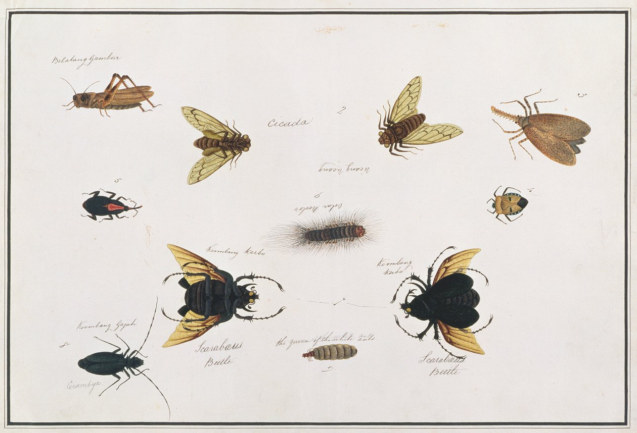 Bilalang Gambur ، Cicada ، Koombang Kerbo ، Koombang Gajah ، Scaraboeus Beetle ، Ucanucang ، من رسومات الحيوانات والحشرات والزواحف من ملقا ، c.1805-18 (مرحاض وجواش على ورق) بواسطة المدرسة الصينية