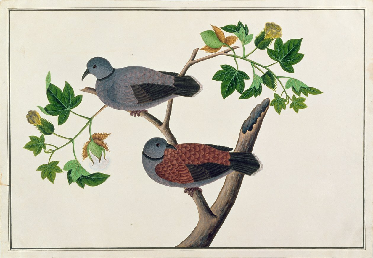 الطيور في شجرة ، من رسومات الطيور من ملقا ، ج 1805-18 (مرحاض على ورق) بواسطة المدرسة الصينية