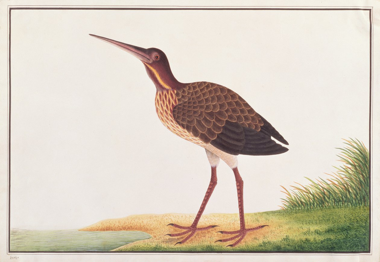 بلاك بيتيرن ، من رسومات الطيور من ملقا ، ج 1805-18 (مرحاض على ورق) بواسطة المدرسة الصينية