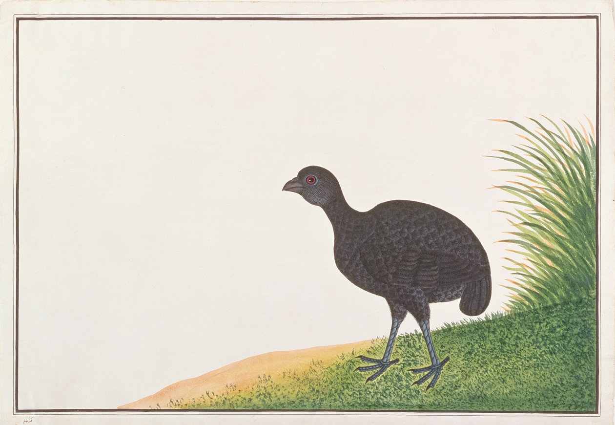 الحجل الأسود ، من رسومات الطيور من ملقا ، ج 1805-18 (مرحاض على ورق) بواسطة المدرسة الصينية
