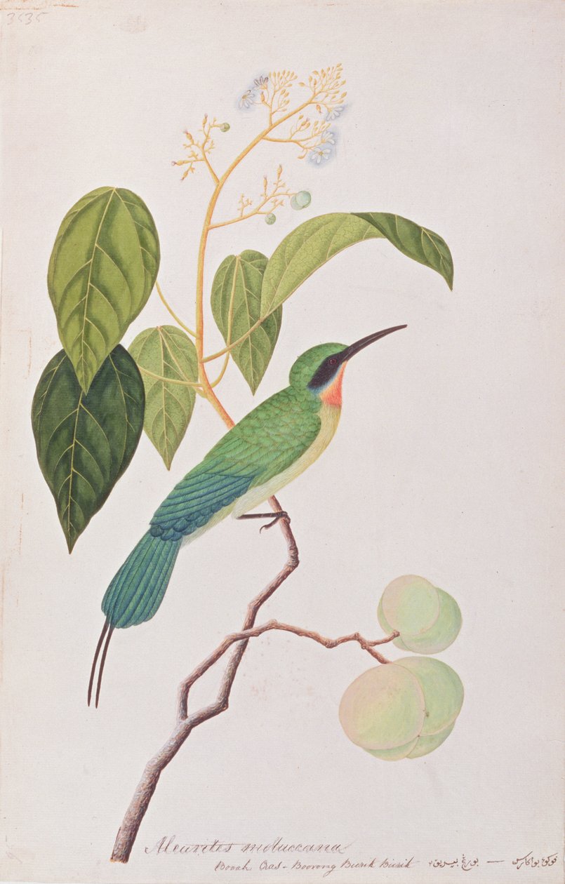 آكل النحل ذو الذيل الأزرق ، من رسومات الطيور من ملقا ، c 18080-18 (مرحاض على ورق) بواسطة المدرسة الصينية