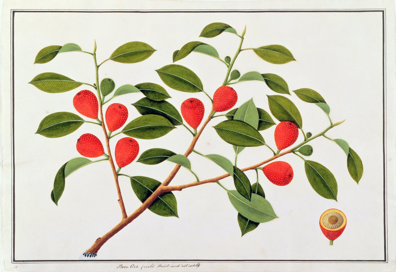 بوا آرا ، فاكهة برية غير صالحة للأكل ، من رسومات نباتات من ملقا ، c 18080-18 (مرحاض على ورق) بواسطة المدرسة الصينية