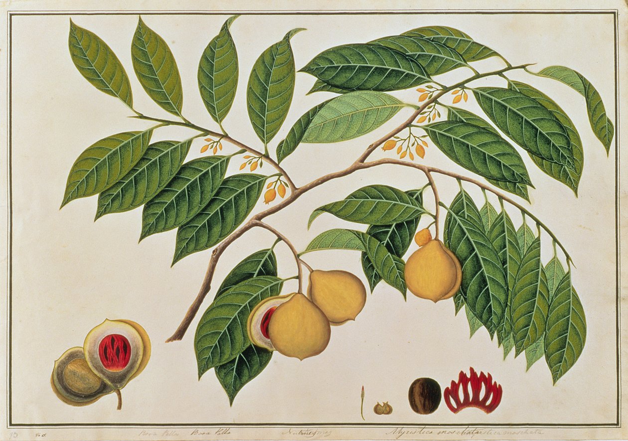 بوا بالا أو جوزة الطيب ، من رسومات نباتات من ملقا ، c 18080-18 (مرحاض على ورق) بواسطة المدرسة الصينية