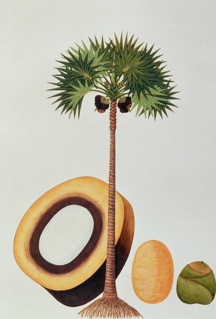 Booah Lontar أو Palmyra Borassus ، من رسوم نباتات من ملقا ، c.1805-18 (مرحاض على ورق) بواسطة المدرسة الصينية