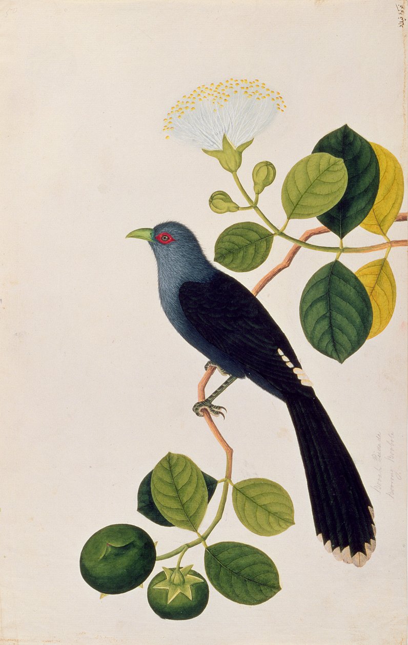 Booah Piedada ، Boorong Boobote ، من رسوم الطيور من ملقا ، c.1805-18 (مرحاض على ورق) بواسطة المدرسة الصينية