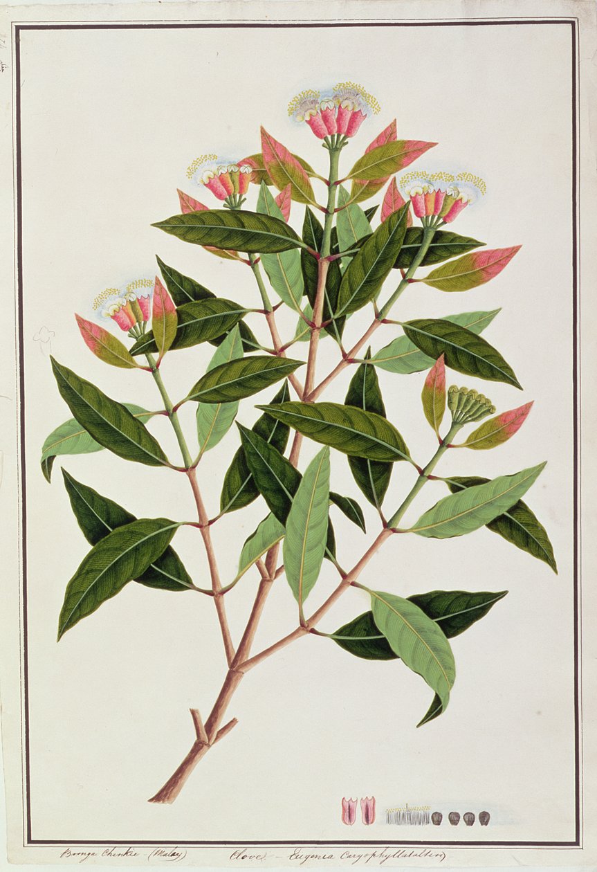 Boongo Chinkie (Malay) ، Eugenia Caryophyllatallen أو Clove ، من رسوم نباتات من ملقا ، c 1805-18 (مرحاض على ورق) بواسطة المدرسة الصينية