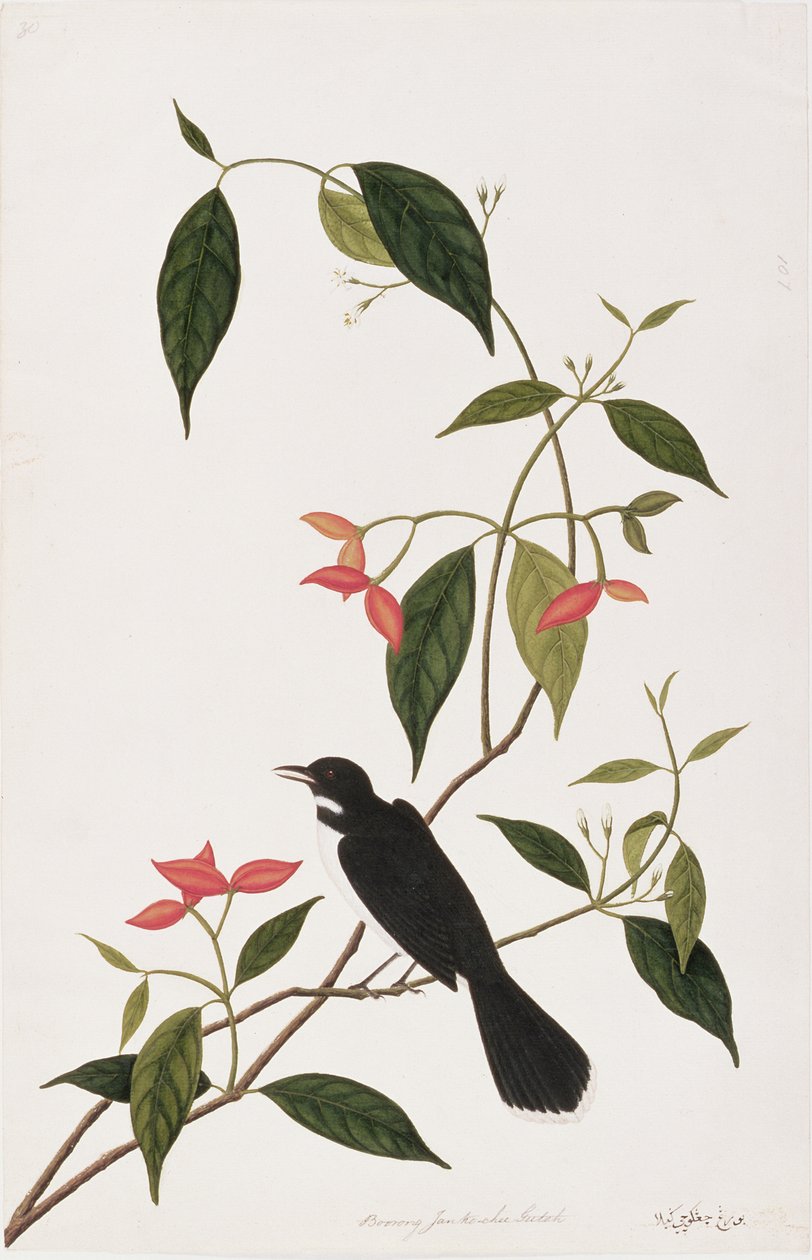 Booring Janke-chee Gutah ، من رسوم الطيور من ملقا ، c.1805-18 (مرحاض على ورق) بواسطة المدرسة الصينية