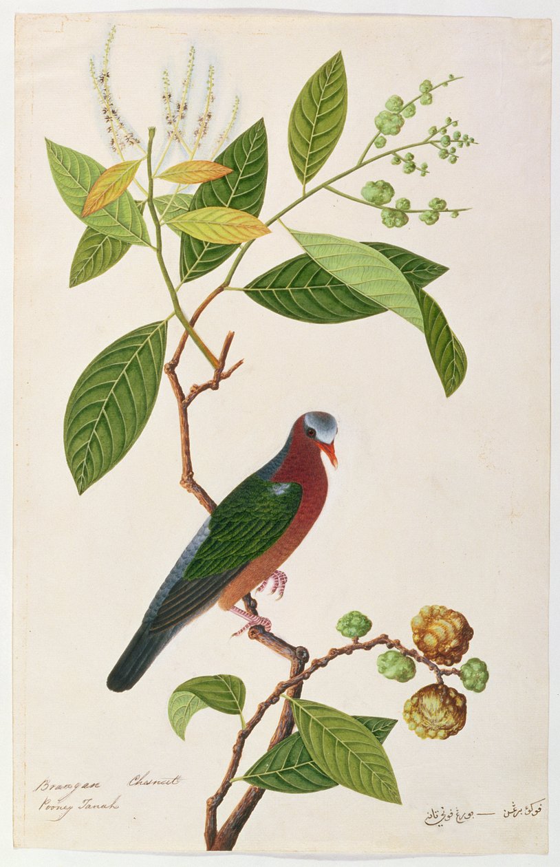 برانجان كستنائي ، بوني تاناه ، من رسوم الطيور من ملقا ، c 1805-18 (مرحاض على ورق) بواسطة المدرسة الصينية