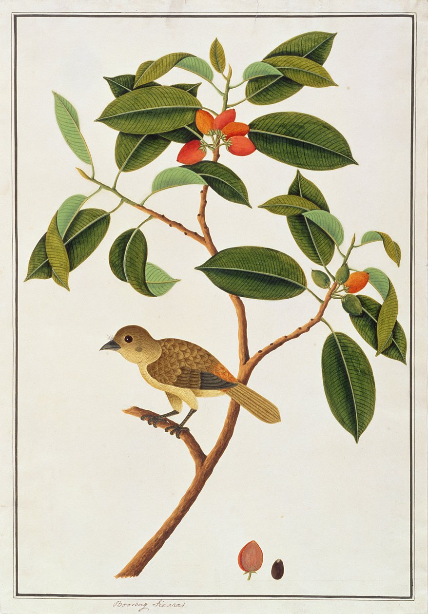 باربي البني ، من رسومات الطيور من ملقا ، ج 1805-18 (مرحاض على ورق) بواسطة المدرسة الصينية