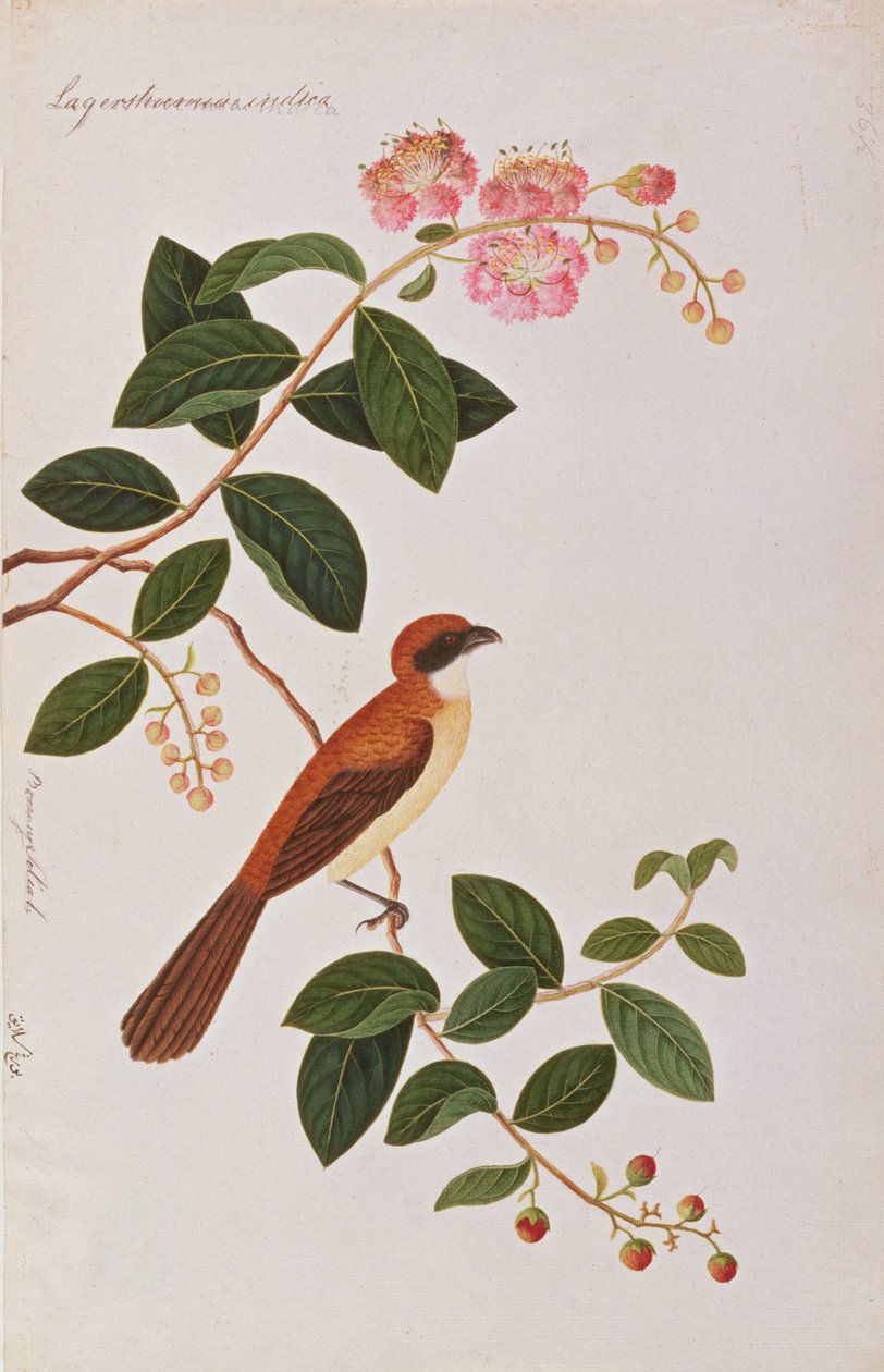 الصرد البني ، من رسومات الطيور من ملقا ، ج 1805-18 (مرحاض على ورق) بواسطة المدرسة الصينية