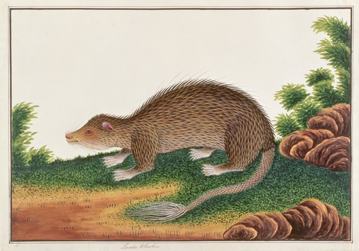 نيص ذيل الفرشاة ، من رسومات الحيوانات والحشرات والزواحف من ملقا ، c.1805-18 (مرحاض وغواش على ورق) بواسطة المدرسة الصينية