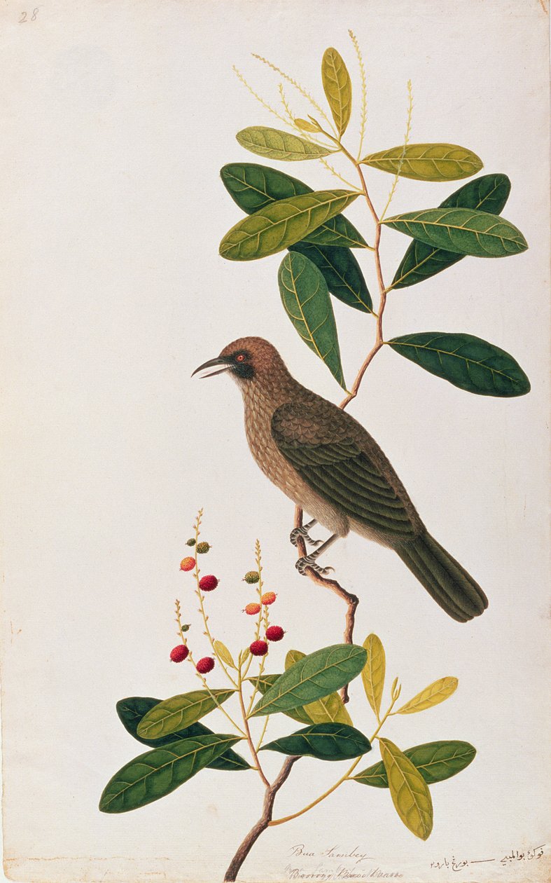 بوا سامبي ، بورونج بارو بارو ، من Drawigns of Birds from Malacca ، c.1805-18 (مرحاض على ورق) بواسطة المدرسة الصينية