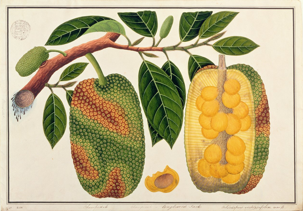 Champedak Artocarpus Integrifolia أو Longleaved Jack ، من رسوم نباتات من ملقا ، c.1805-18 (مرحاض على ورق) بواسطة المدرسة الصينية