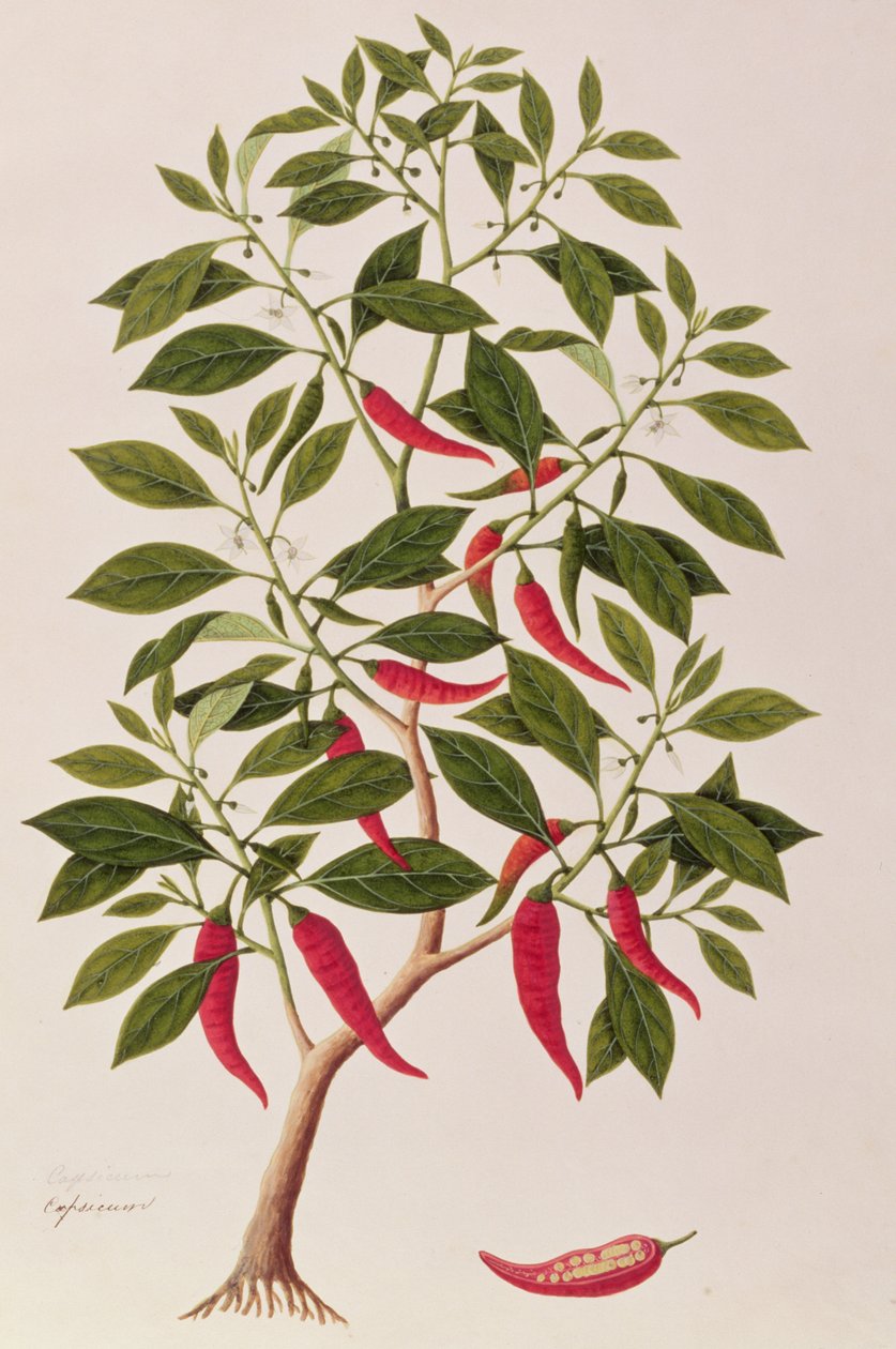 فلفل أو فليفلة ، رسومات نباتات من ملقا ، ج 1805-18 (مرحاض على ورق) بواسطة المدرسة الصينية