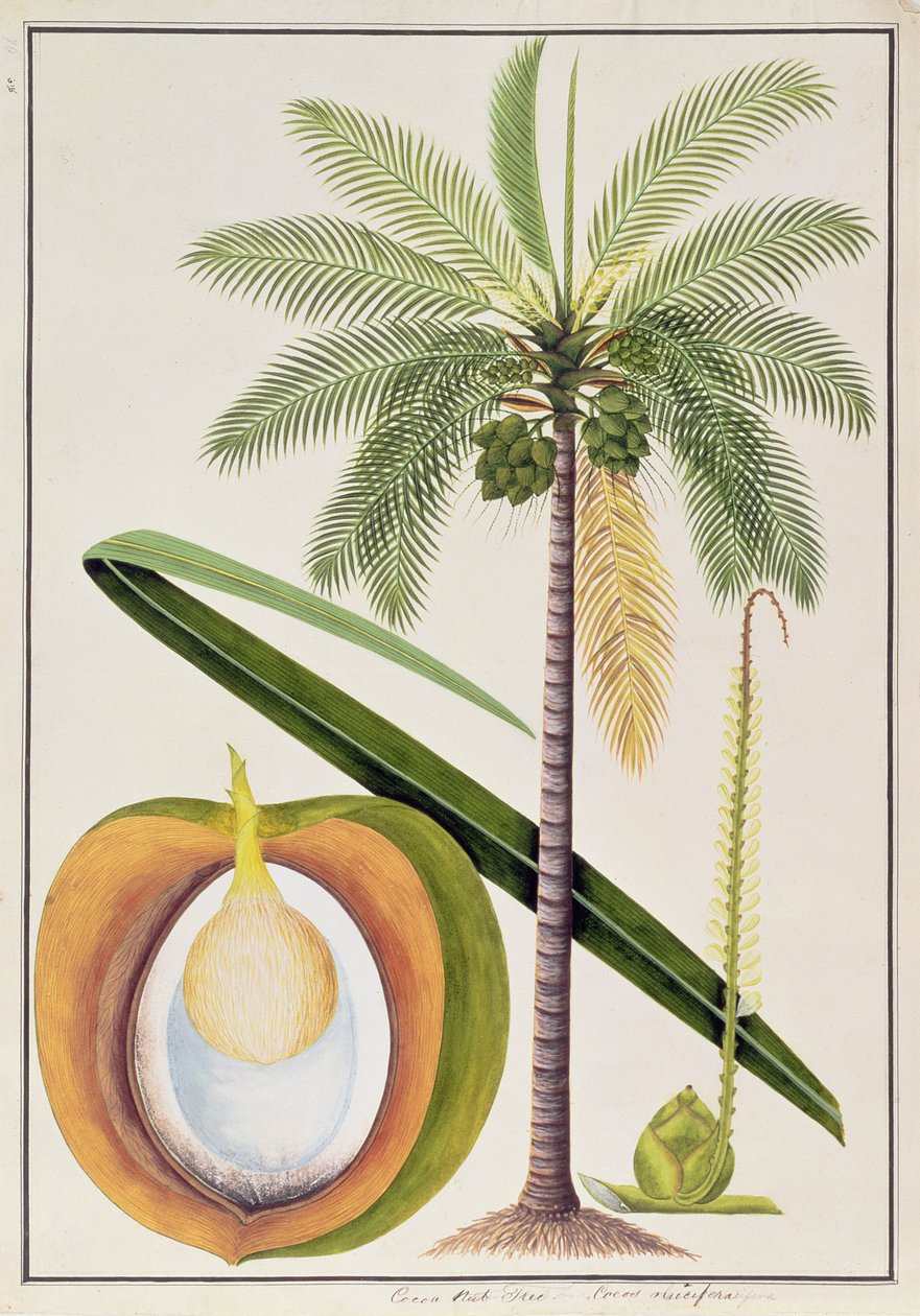 شجرة جوز الكاكاو ، من رسومات نباتات من ملقا ، ج 1805-18 (مرحاض على ورق) بواسطة المدرسة الصينية