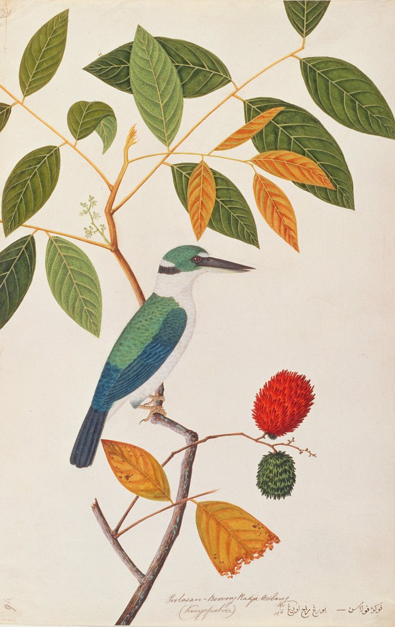 Collfed Collared ، من رسومات الطيور من ملقا ، ج 1805-18 (مرحاض على ورق) بواسطة المدرسة الصينية