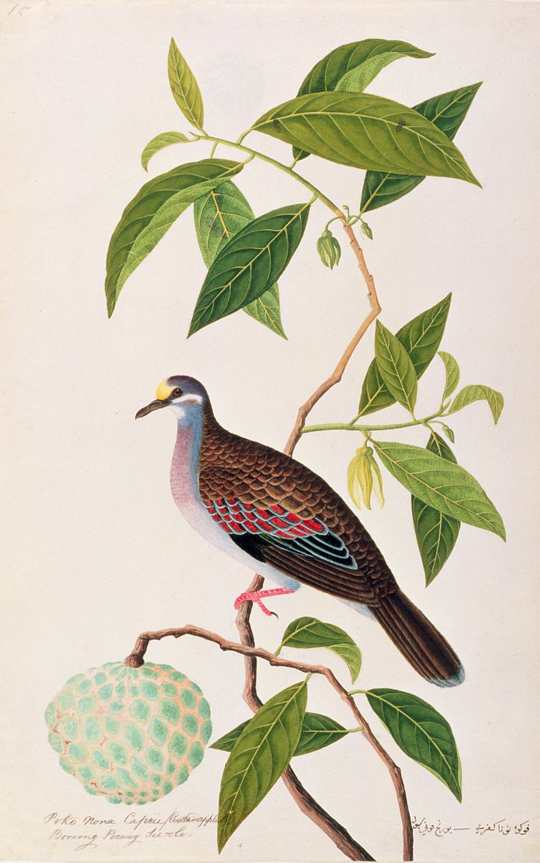 Custard Apple ، Poke Nona Caprie مع Boorong Pooney Sieole ، من رسوم الطيور من ملقا ، c.1805-18 (مرحاض على ورق) بواسطة المدرسة الصينية