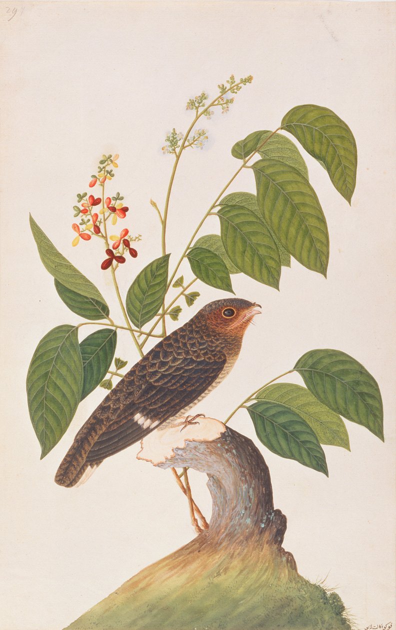 داسكي برودبيل ، من رسومات الطيور من ملقا ، c.1805-18 (مرحاض على ورق) بواسطة المدرسة الصينية