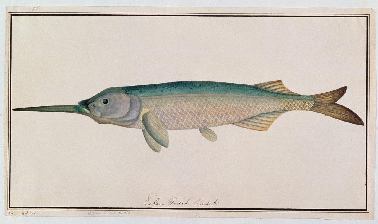 إيكان تودا بينديك ، من رسومات أسماك ملقا ، c 1805-18 (مرحاض على ورق) بواسطة المدرسة الصينية