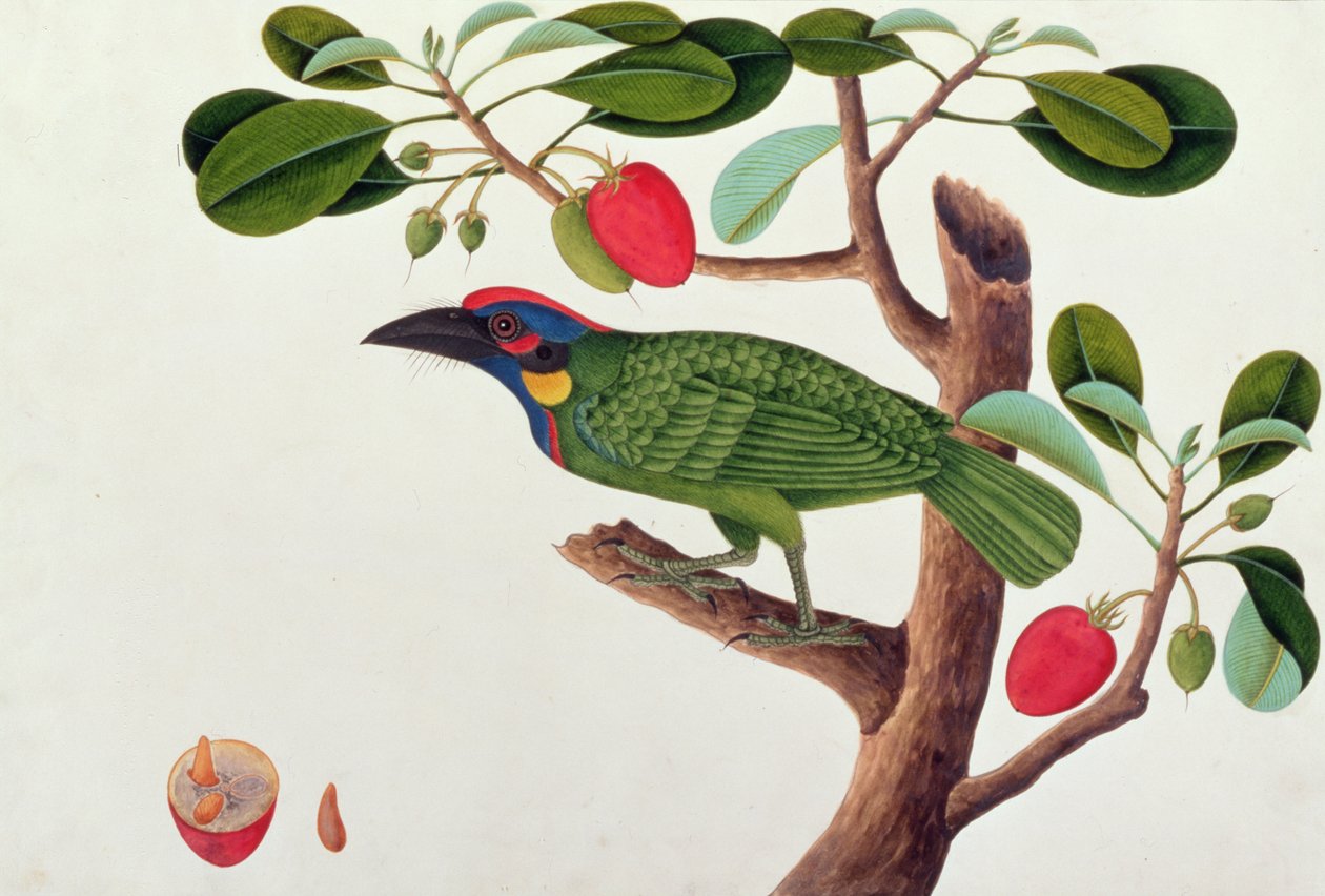 الطيور الغريبة ، من رسومات الطيور من ملقا ، ج 1805-18 (مرحاض على ورق) بواسطة المدرسة الصينية