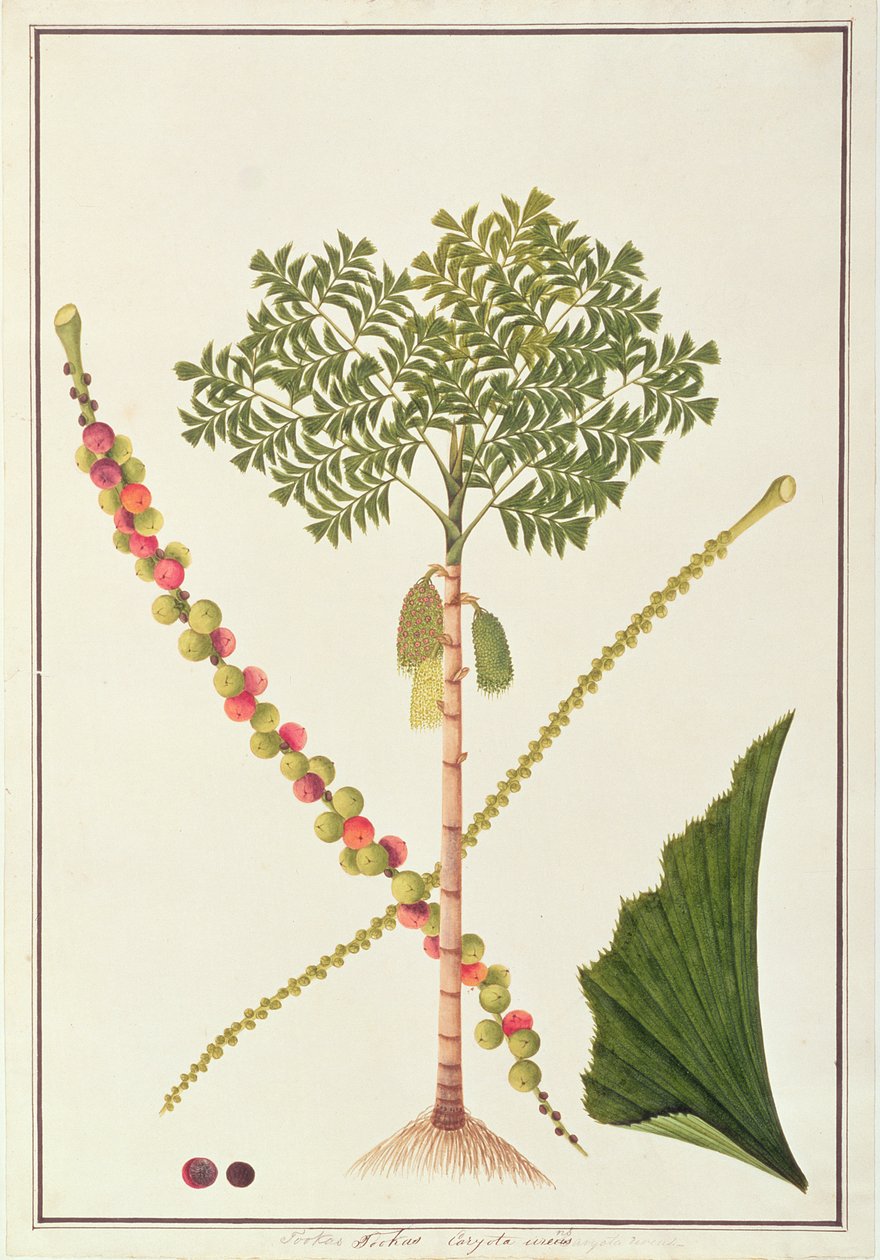 ذيل السمكة ، من رسومات النباتات من ملقا ، ج 1805-18 (مرحاض على ورق) بواسطة المدرسة الصينية