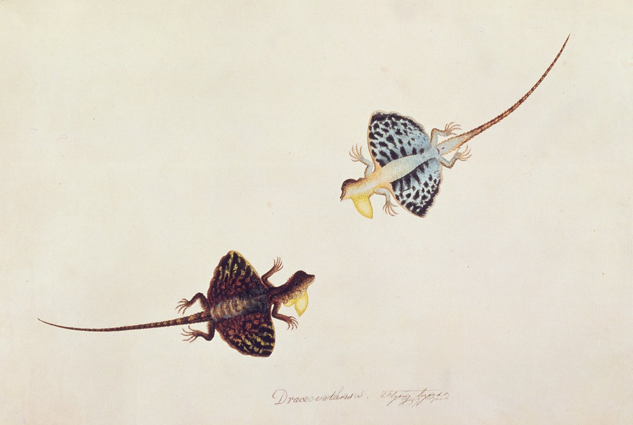 Flying Lizard ، Draco volans ، Soompah Soompah ، من رسوم الحيوانات والحشرات والزواحف من ملقا ، c.1805-18 (مرحاض وغواش على ورق) بواسطة المدرسة الصينية