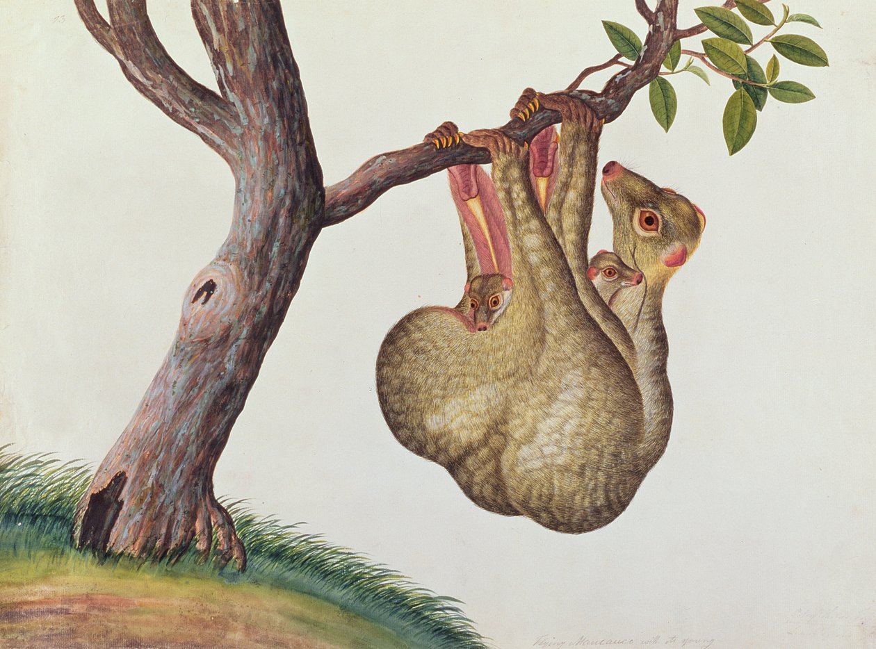 طائر Maucauco مع صغاره ، من رسومات Animas والحشرات والزواحف من Malacca ، c.1805-18 (مرحاض وغواش على ورق) بواسطة المدرسة الصينية