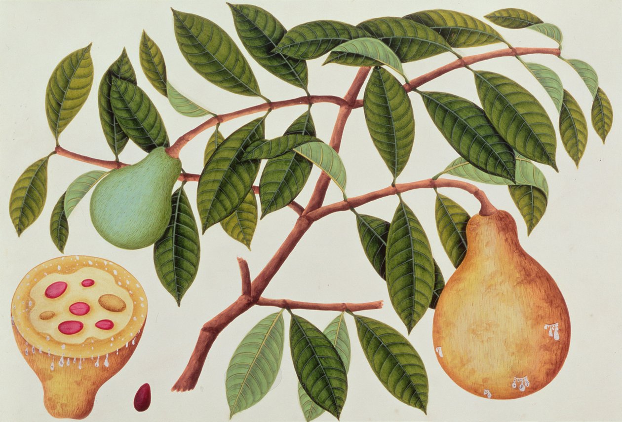 فاكهة ، من رسومات نباتات من ملقا ، ج 1805-18 (مرحاض على ورق) بواسطة المدرسة الصينية