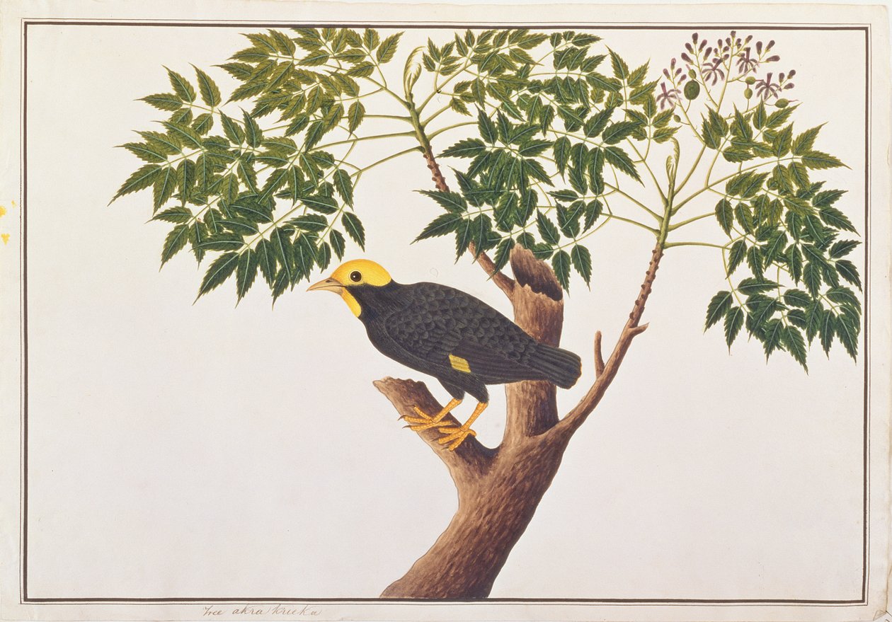 Myna متوج الذهبي ، من رسومات الطيور من ملقا ، c.1805-18 (مرحاض على ورق) بواسطة المدرسة الصينية