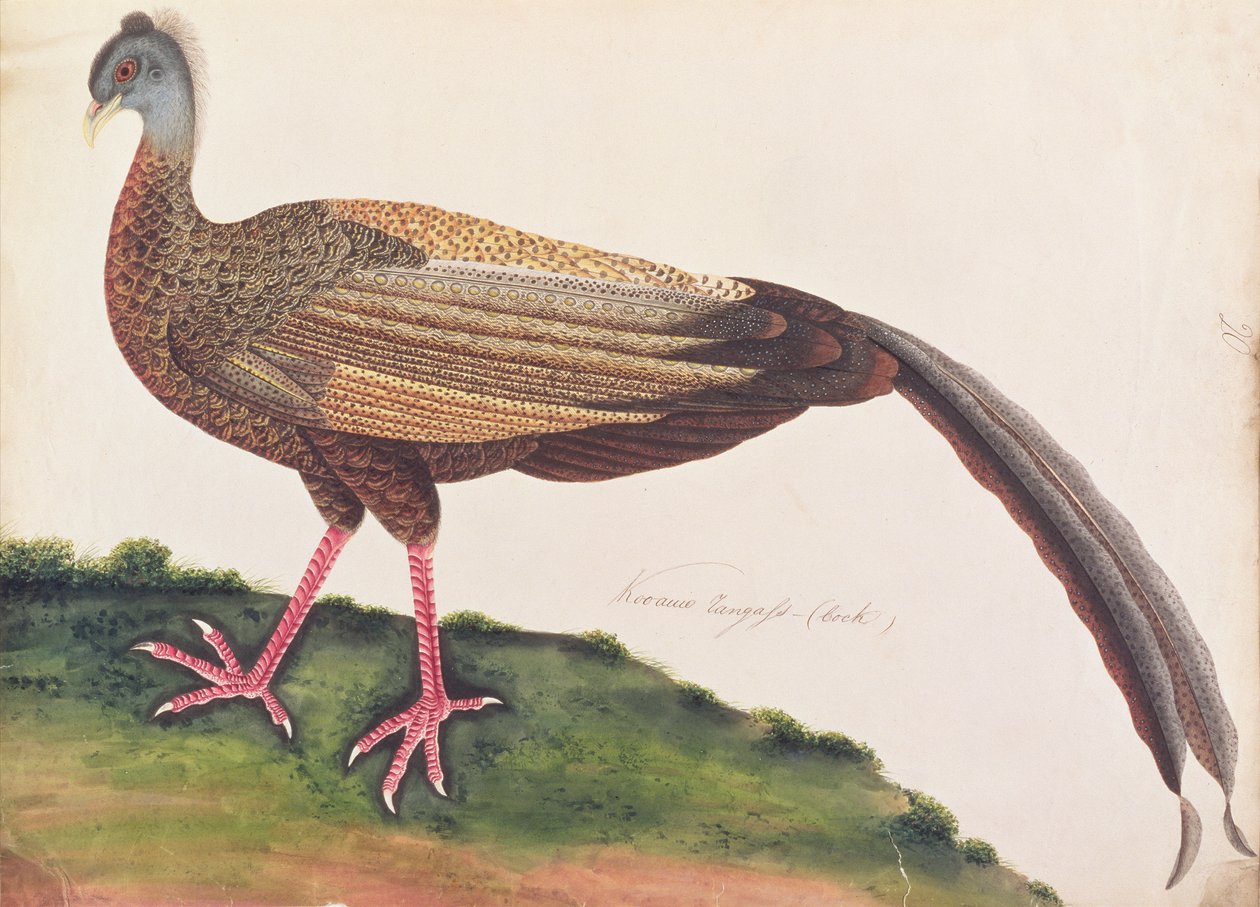 أرغوس العظيم ، من رسومات الطيور من ملقا ، ج 1805-18 (مرحاض على ورق) بواسطة المدرسة الصينية