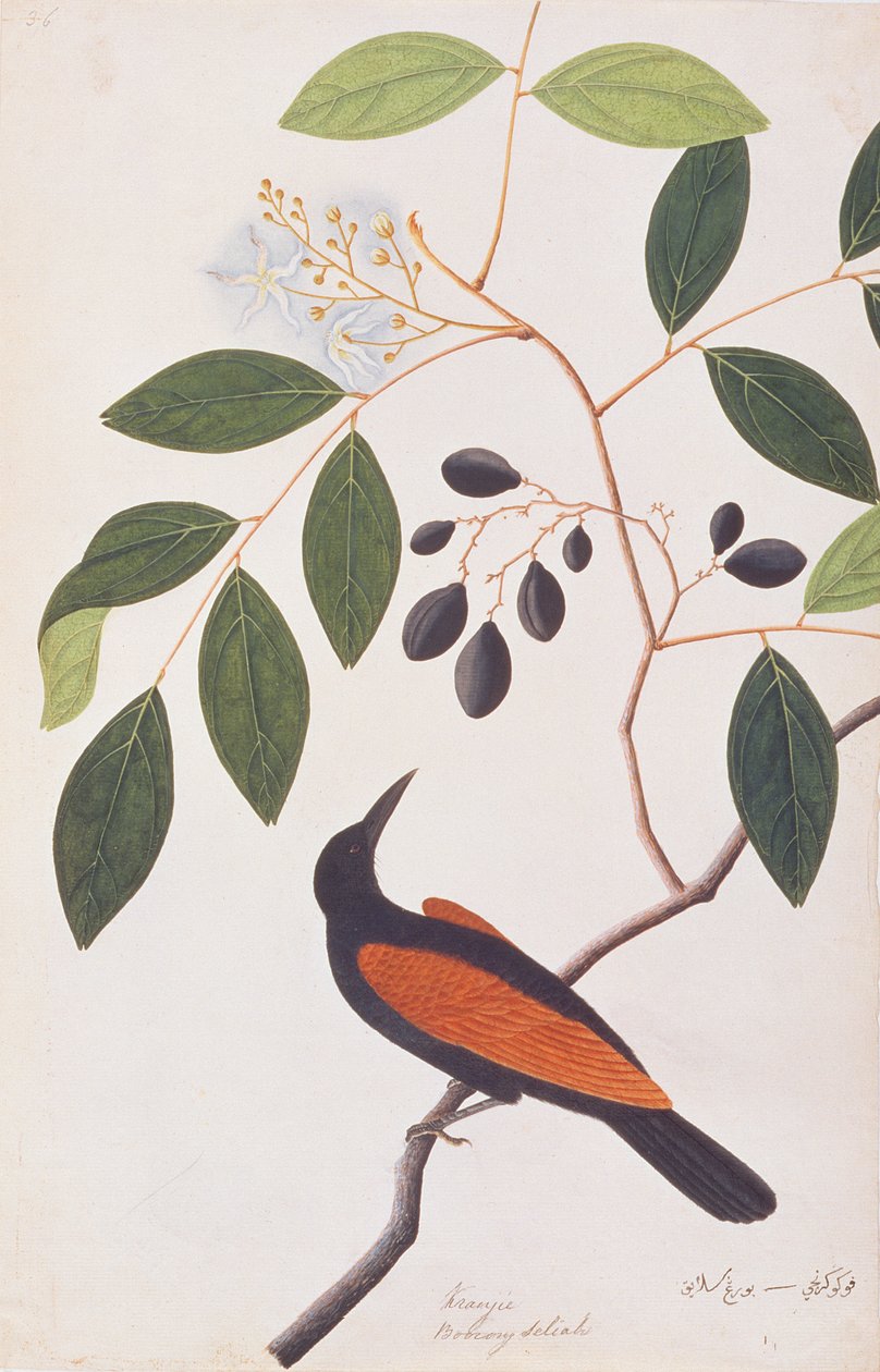 كوبال أكبر ، من رسومات الطيور من ملقا ، ج 1805-18 (مرحاض على ورق) بواسطة المدرسة الصينية