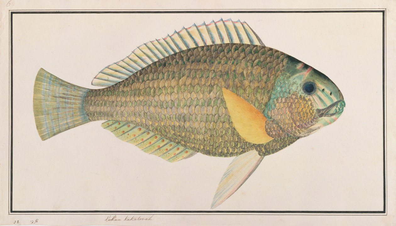 النسر الأخضر ، من رسومات الأسماك من ملقا ، ج 1805-18 (مرحاض على ورق) بواسطة المدرسة الصينية