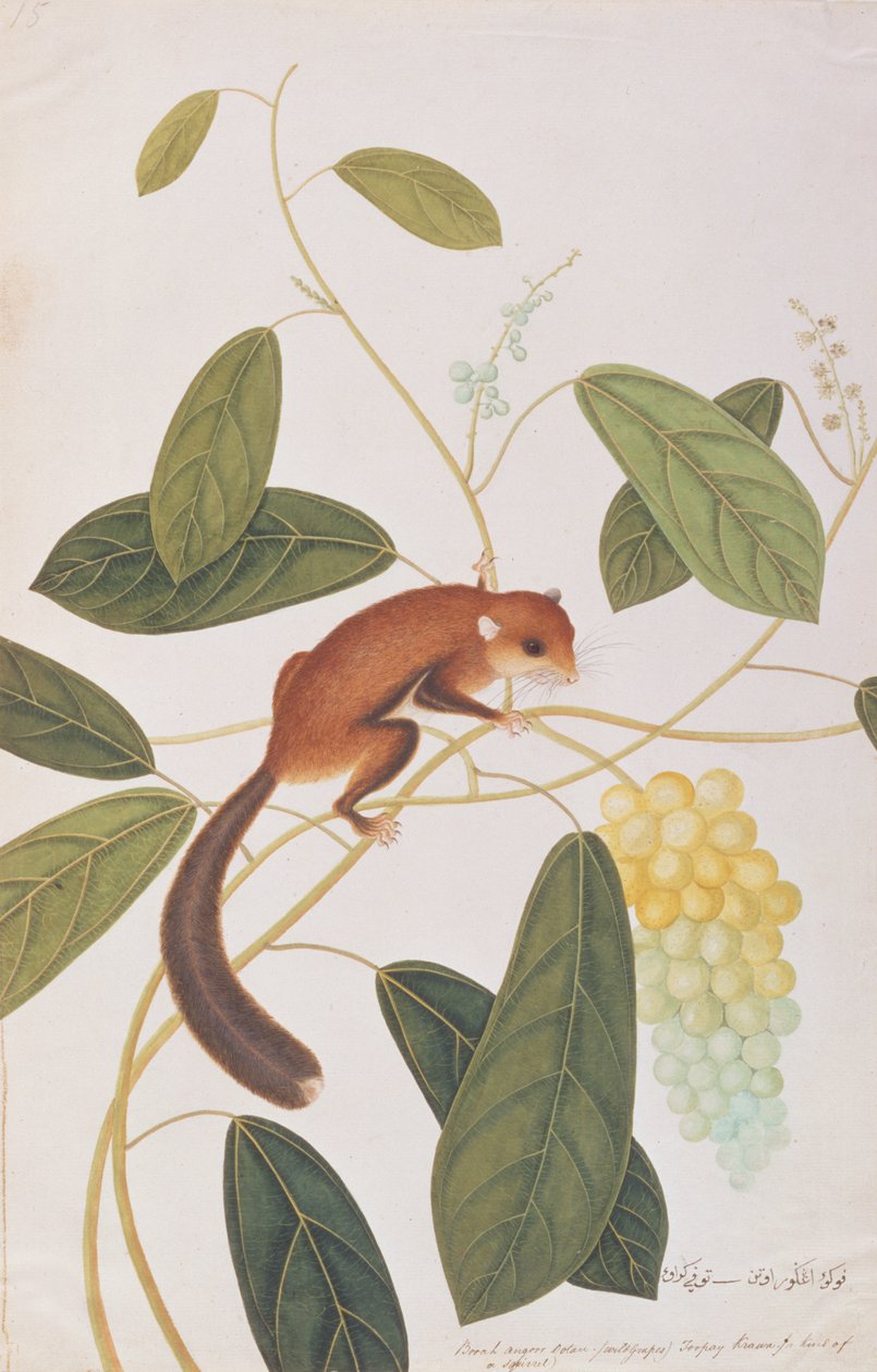 السنجاب الطائر الرمادي ، من رسومات الحيوانات والحشرات والزواحف من ملقا ، c.1805-18 (مرحاض وغواش على ورق) بواسطة المدرسة الصينية