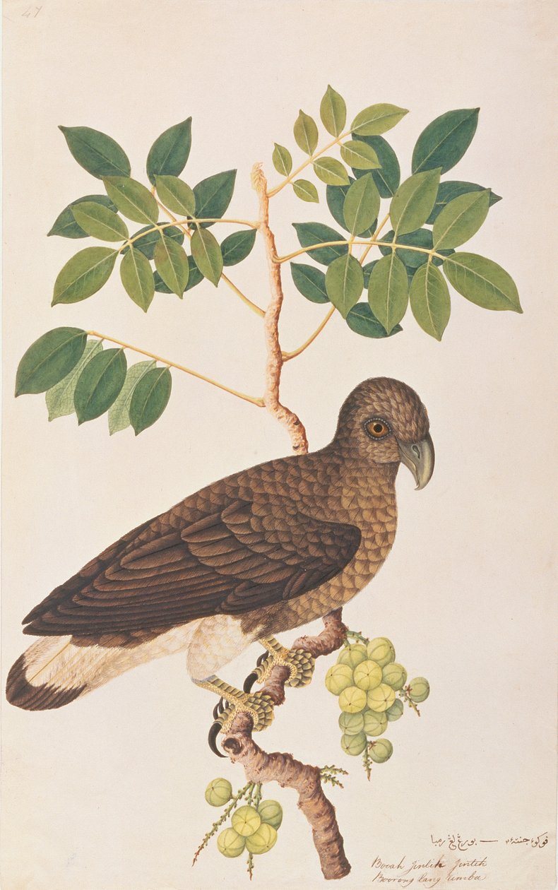 نسر السمك ذو الرأس الرمادي ، من رسومات الطيور من ملقا ، c.1805-18 (مرحاض على ورق) بواسطة المدرسة الصينية