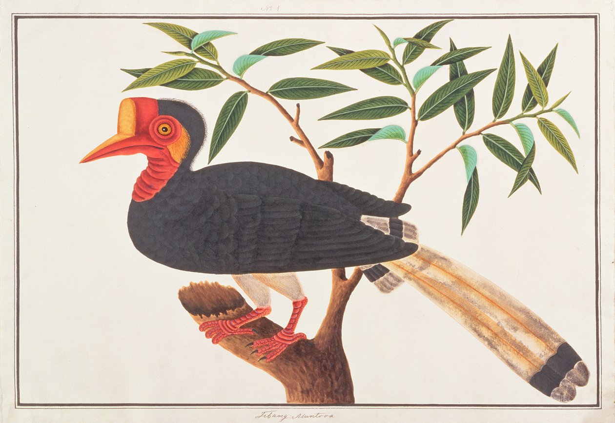 هورنبيل خوذة ، من رسومات الطيور من ملقا ، c.1805-18 (مرحاض على ورق) بواسطة المدرسة الصينية
