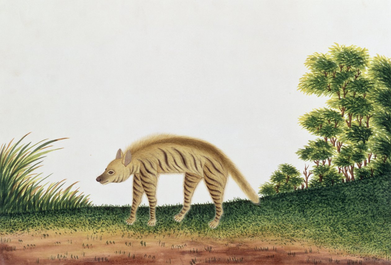 ضبع ، من رسومات الحيوانات والحشرات والزواحف من ملقا ، c.1805-18 (مرحاض وغواش على ورق) بواسطة المدرسة الصينية