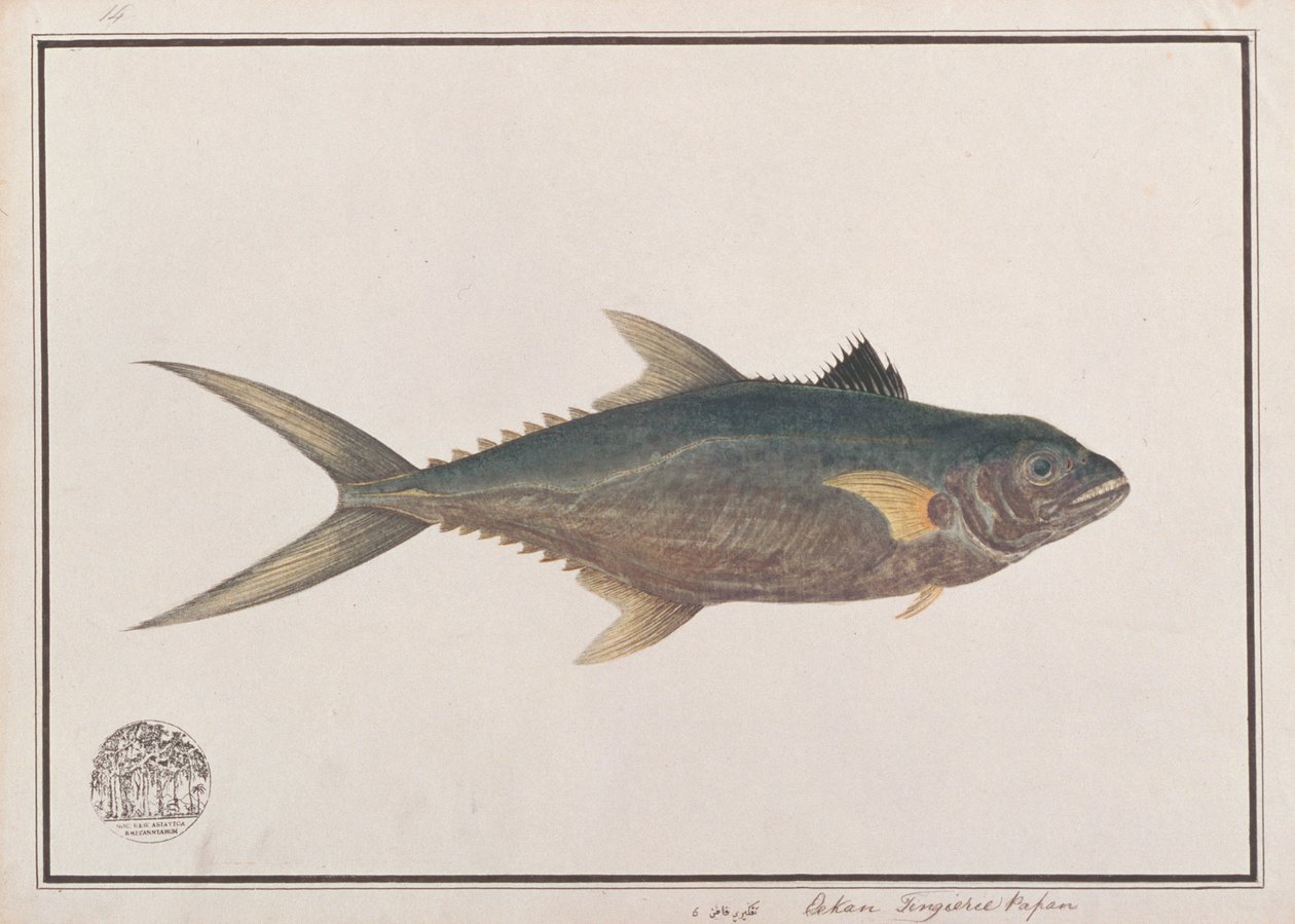 ملك المحيط الهادئ الهندي الماكريل ، من رسوم أسماك من ملقا ، c.1805-18 (مرحاض على ورق) بواسطة المدرسة الصينية
