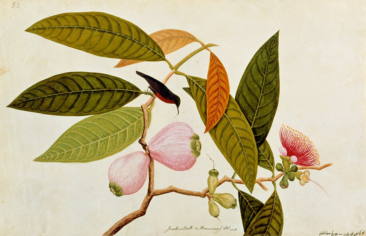 Jamboo، Boll and Humming Bird ، من رسوم الطيور من ملقا ، c.1805-18 (مرحاض على ورق) بواسطة المدرسة الصينية