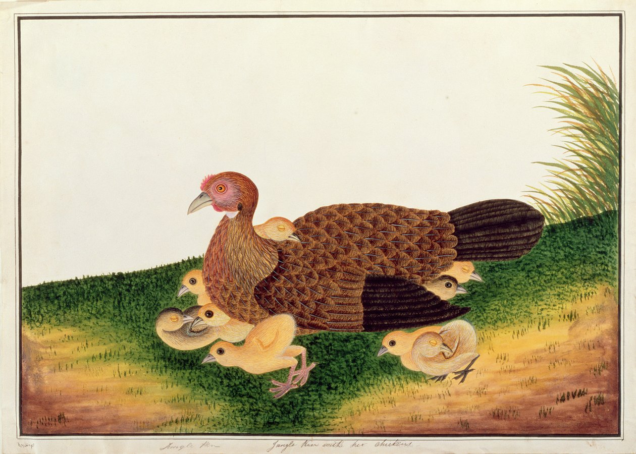 Jangle Hen مع دجاجها ، من رسومات الطيور من ملقا ، c.1805-18 (مرحاض على ورق) بواسطة المدرسة الصينية