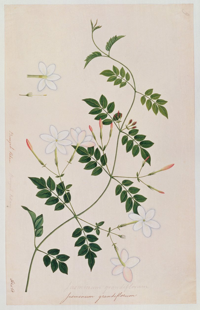 Jasminium grandiflorum ، من رسومات نباتات من ملقا ، c.1805-18 (مرحاض على ورق) بواسطة المدرسة الصينية
